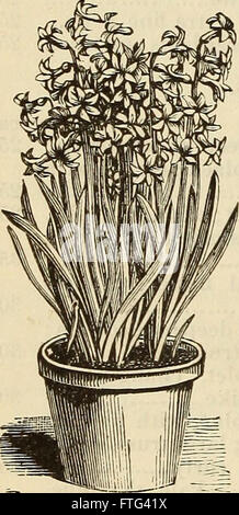 Dreer il catalogo descrittivo dei bulbi, piante, ecc. con le indicazioni per la cultura e la gestione delle radici a bulbo (1881) Foto Stock