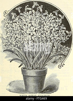 Dreer all'ingrosso Listino prezzi - piante bulbi di fiori seasonable e semi vegetali fertilizzanti, attrezzi, ecc., etc (1904) Foto Stock