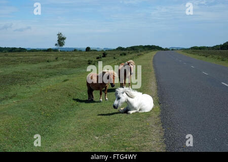 New Forest pony sul ciglio della strada. Immagine presa vicino a Lyndhurst, Hampshire, Inghilterra, Regno Unito. Foto Stock