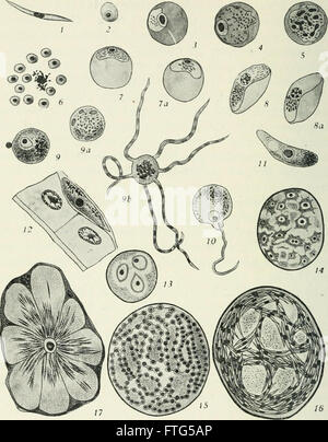 Entomologia - con particolare riferimento alla sua attività biologica e gli aspetti economici (1906)