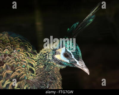 Femmina verde asiatici pavone o Java peafowl (Pavo muticus), primo piano della testa Foto Stock