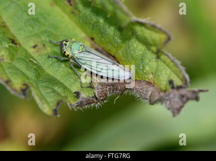 Unione leafhopper verde (Cicadella viridis) in posa su una foglia Foto Stock