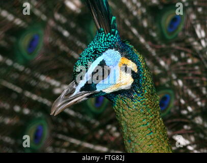 Maschio verde asiatici pavone o Java peafowl (Pavo muticus), primo piano della testa Foto Stock