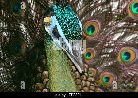 Maschio verde asiatici pavone o Java peafowl (Pavo muticus), primo piano della testa Foto Stock