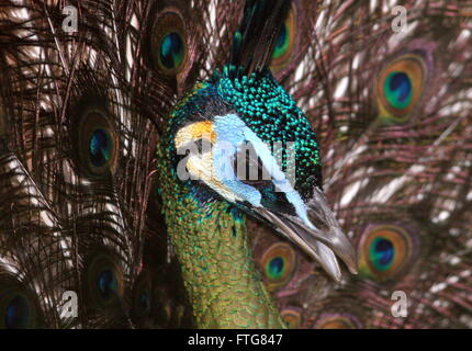 Maschio verde asiatici pavone o Java peafowl (Pavo muticus), primo piano della testa Foto Stock