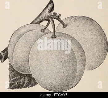 Illustrato catalogo descrittivo di alberi da frutta e piccoli frutti, vitigni, esculent vigneti, alberi ornamentali, arbusti, viti, ecc. (1902)