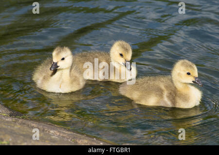 Tre Canada Goose (Branta canadensis) gosling su un laghetto. Foto Stock