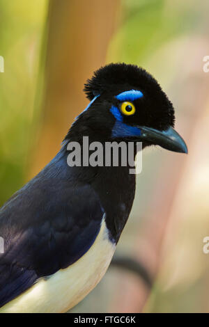 Uccelli tipici della foresta pluviale di Iguazu, tra Argentina e Brasile. Un lussuoso-crested Jay anche chiamato urraca Foto Stock