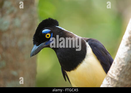 Uccelli tipici della foresta pluviale di Iguazu, tra Argentina e Brasile. Un lussuoso-crested Jay anche chiamato urraca Foto Stock