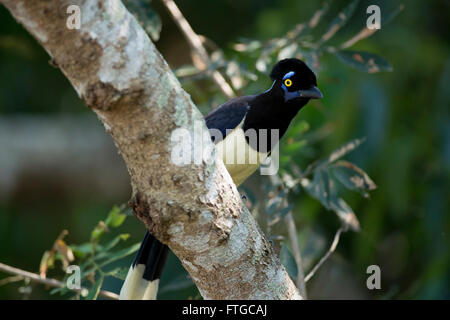 Uccelli tipici della foresta pluviale di Iguazu, tra Argentina e Brasile. Un lussuoso-crested Jay anche chiamato urraca Foto Stock