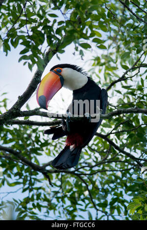 Colorate sitted toucan su un ramo nel Parco Nazionale di Iguazu tra Argentina e Brasile Foto Stock