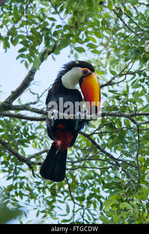 Colorate sitted toucan su un ramo nel Parco Nazionale di Iguazu tra Argentina e Brasile Foto Stock