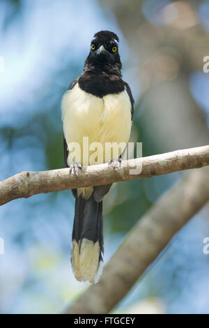 Uccelli tipici della foresta pluviale di Iguazu, tra Argentina e Brasile. Un lussuoso-crested Jay anche chiamato urraca Foto Stock