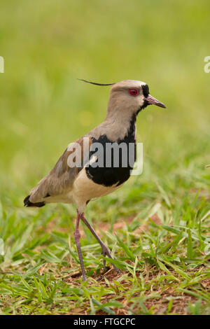 Southern pavoncella sull'erba. Uccelli tipici del Sud America, chiamato anche Tero (Vanellus Chilensis) Foto Stock