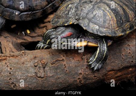 A becco giallo cursore, ventre giallo Terrapin, Foto Stock