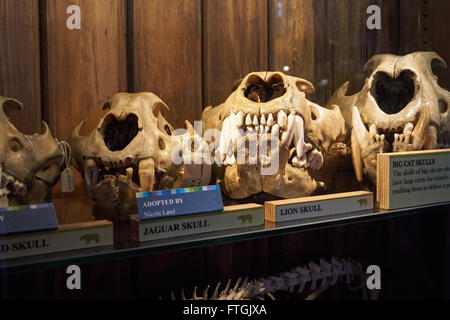 La concessione museo di zoologia, gatti grandi teschi, Londra England Regno Unito Regno Unito Foto Stock