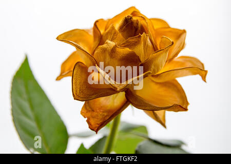 Un colpo di un morente rose Foto Stock