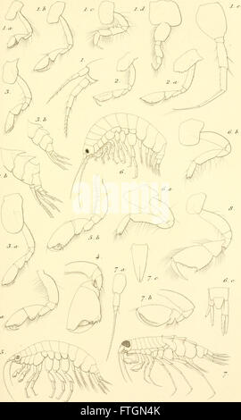 Questo lavoro del 1887 fornisce una panoramica della fauna della Groenlandia occidentale, concentrandosi in particolare sui crostacei malacostracani presenti nelle sue acque. Include descrizioni degli habitat, dei comportamenti e dei ruoli ecologici delle specie. Foto Stock