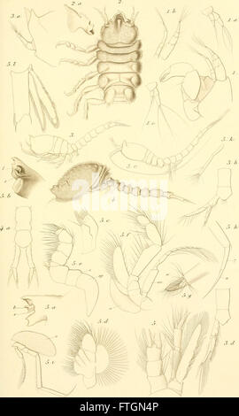 Una panoramica della fauna della Groenlandia occidentale, incentrata sui crostacei malacostracani, come documentato in uno studio del 1887. Il lavoro fornisce dettagli sulle specie presenti nell'ecosistema marino della regione. Foto Stock