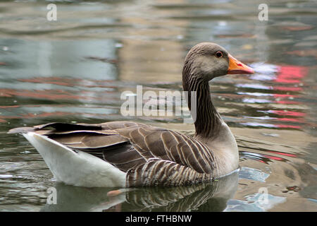 Graylag goose (Anser anser) nuoto. Antenato dell'oca domestica nella famiglia anatidi, sull'acqua Foto Stock