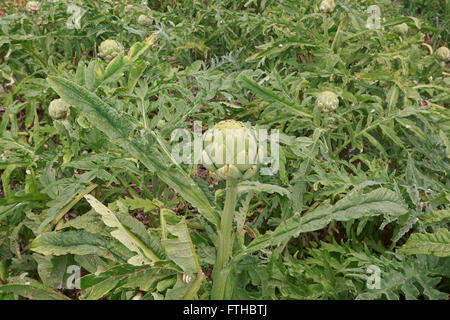 Agricoltore carciofo di raccolta nel giardino vegetale Pic da pak@ Mera Foto Stock