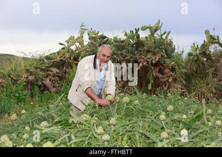 Agricoltore carciofo di raccolta nel giardino vegetale Pic da pak@ Mera Foto Stock