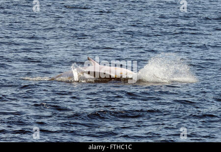 Un Antartico Minke Whale (Balaenoptera bonaerensis) si blocca in acqua dopo aver violato esponendo la sua parte inferiore bianca. Foto Stock
