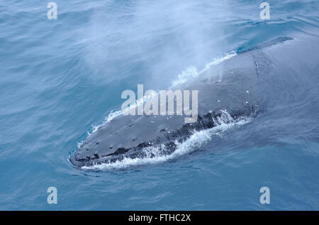 Un Humpback Whale soffia come superfici (Megaptera novaeangliae) Isole Sandwich del Sud, Oceano Meridionale. 2 Foto Stock