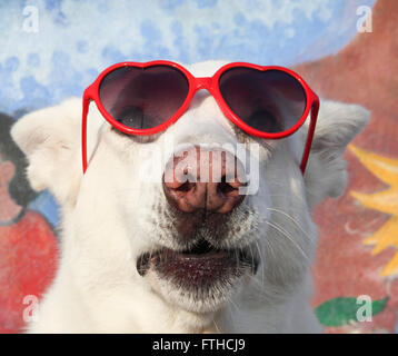 Usura del cane a forma di cuore gli occhiali da sole sul Venice Boardwalk Foto Stock