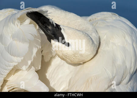 Trumpeter swan preening piume in corrispondenza del bordo di Esquimalt Lagoon-Victoria, British Columbia, Canada. Foto Stock