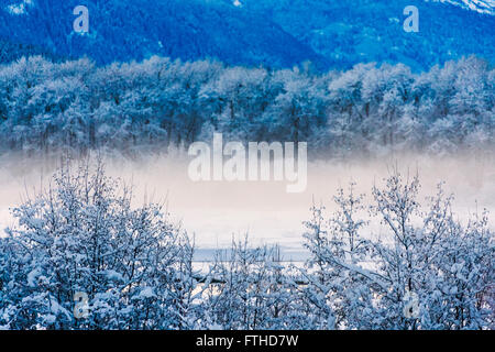 Landscape of forest covered with snow, Haines, Alaska, USA Foto Stock