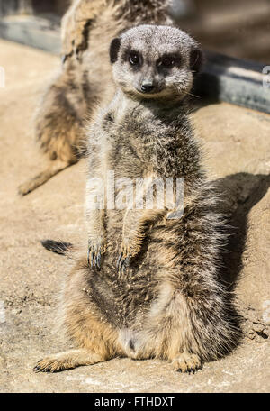 Meerkat seduti al sole Foto Stock
