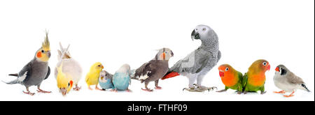 Comuni pet parrocchetto, pappagallo grigio africano, innamorati, Zebra finch e Cockatielin davanti a uno sfondo bianco Foto Stock
