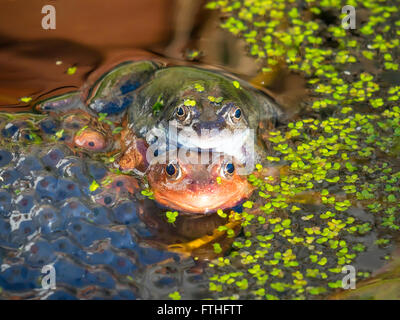 Accoppiamento rane comuni "Rana temporaria' in un laghetto in giardino. Foto Stock