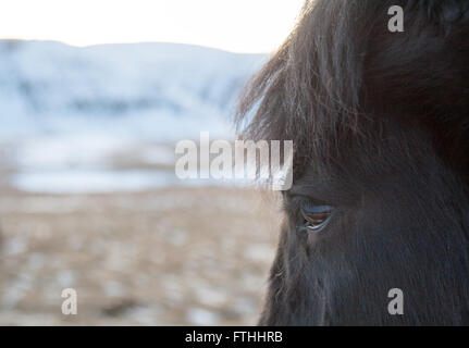 Close up nero pony islandese's eye in un campo con le montagne innevate sullo sfondo Foto Stock