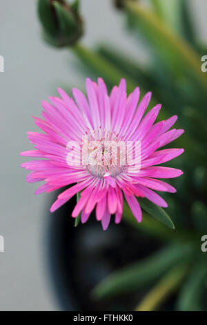 Macro shot di Cephalophyllum o noto come Lido Big Pink pieno fiore fiori Foto Stock