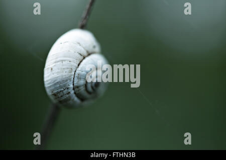 Lumachina su un ramo close up Foto Stock