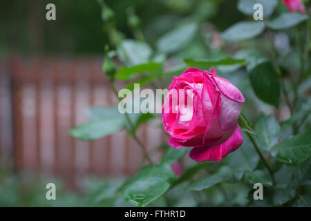 Fiore di rosa rosa con goccioline di acqua su petali Foto Stock