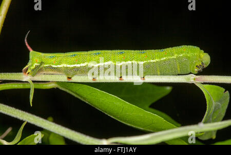 Verde vivace cornuto caterpillar di Australian hawk moth Acosmeryx anceus, gambe appeso sul gambo di Emerald foglia verde su sfondo nero Foto Stock