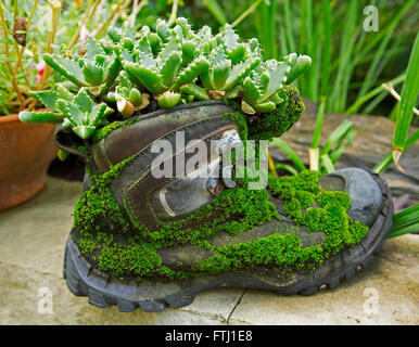 Insolito contenitore per piante, riciclato vecchio boot in pelle coperti di muschio e con piante succulente che cresce in cima & trabocchi oltre i lati Foto Stock