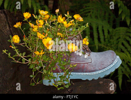 Contenitore insolito, vecchio boot marrone con portulaca con vividi fiori di colore giallo e verde fogliame trabocchi oltre i lati su sfondo scuro Foto Stock