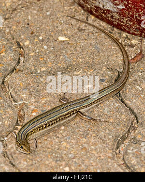 Tiny skink, specie Ctenotus con effetto decorativo marrone, grigio e crema strisce sulla pavimentazione in giardino australiano Foto Stock