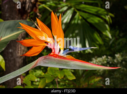 Strano e bellissimo arancione e blu fiore di Strelitzia regiae, uccello del paradiso, con lo sfondo del fogliame verde scuro Foto Stock