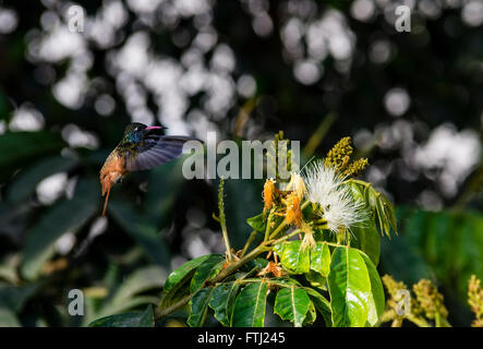 Il amazilia colibrì (amazilia amazilia) in Perù costa. Foto Stock