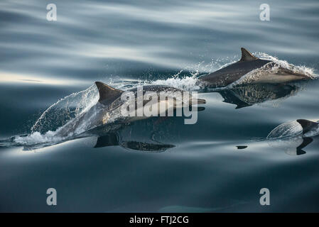 Long-Beaked delfino comune Delphinus capensis Foto Stock