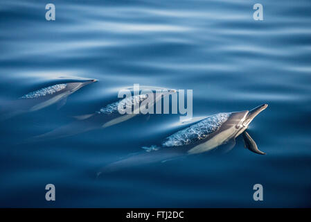 Long-Beaked delfino comune Delphinus capensis Foto Stock