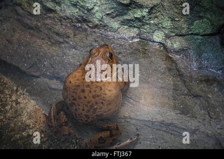 Rana toro in appoggio su di una pietra in acqua. Foto Stock