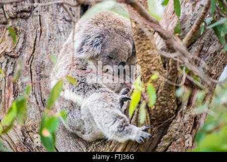 Chiusura del koala al santuario in Australia Foto Stock