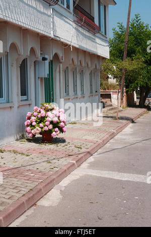 Nizza quick vaso di fiori di colore rosa vicino casa sotto la luce del sole Foto Stock