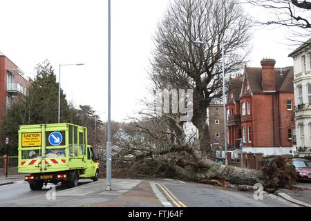 Un albero caduto stabilisce attraverso la strada principale in Brighton dopo tempesta Katie ha colpito la Gran Bretagna per tutta la notte. Marzo 28, 2016. James Boardman / Immagini teleobiettivo +44 7967 642437 Foto Stock